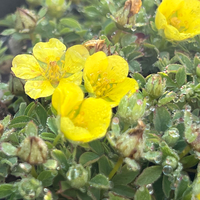 Potentilla eriocarpa